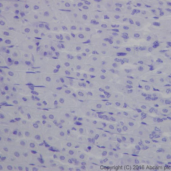 Immunohistochemistry (Formalin/PFA-fixed paraffin-embedded sections) - Anti-Galectin 7 antibody [EPR19903] - BSA and Azide free (AB240374)