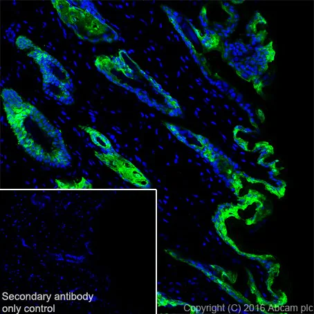 Immunohistochemistry (Frozen sections) - Anti-Galectin 7 antibody [EPR19903] - BSA and Azide free (AB240374)