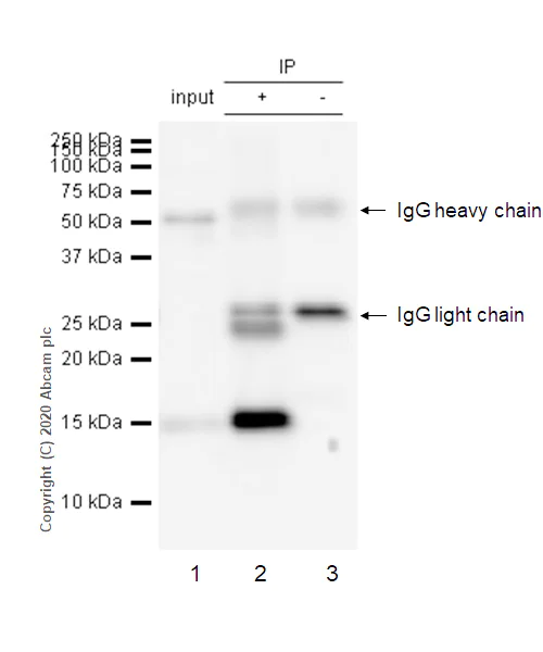 Immunoprecipitation - Anti-Galectin 7 antibody [EPR4287] (AB108623)