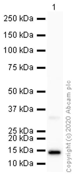 Western blot - Anti-Galectin 7 antibody [EPR4287] - BSA and Azide free (AB247704)