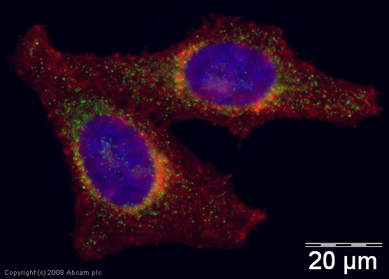 Immunocytochemistry/ Immunofluorescence - Anti-Galectin 8/Gal-8 antibody (AB42879)
