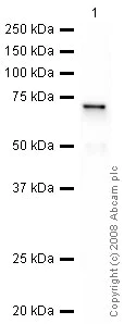 Western blot - Anti-Galectin 8/Gal-8 antibody (AB42879)