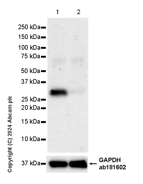Western blot - Anti-Galectin 8/Gal-8 antibody [EPR26780-11] - BSA and Azide free (AB316272)