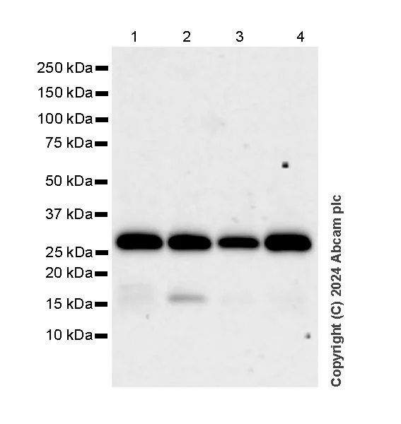 Western blot - Anti-Galectin 8/Gal-8 antibody [EPR26780-11] - BSA and Azide free (AB316272)