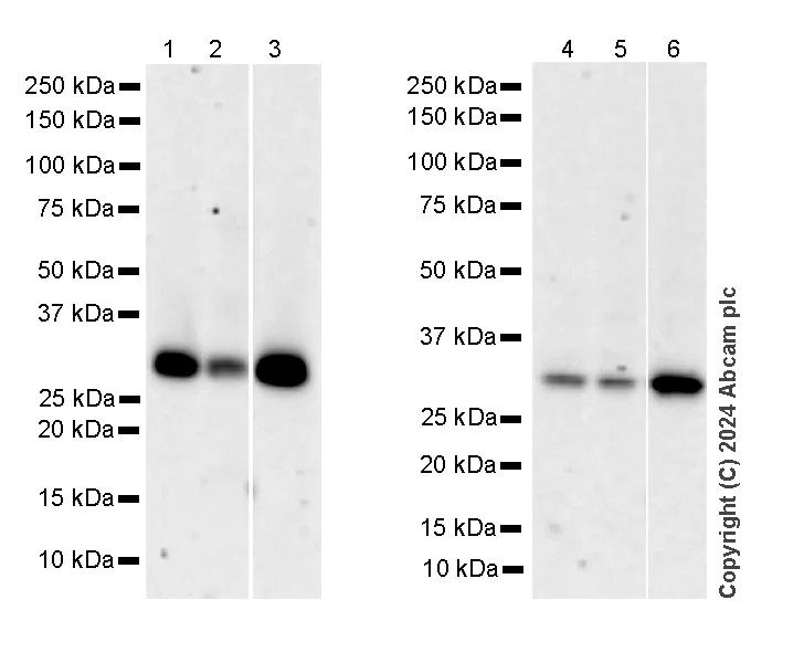 Western blot - Anti-Galectin 8/Gal-8 antibody [EPR26780-11] - BSA and Azide free (AB316272)