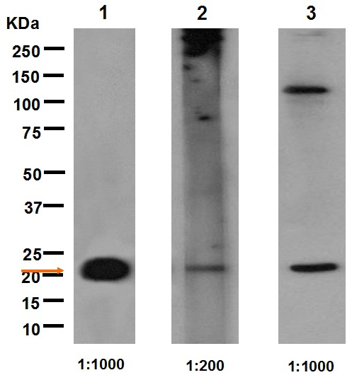 Western blot - Anti-Galectin 8/Gal-8 antibody [EPR4857] (ab109519), expandable thumbnail