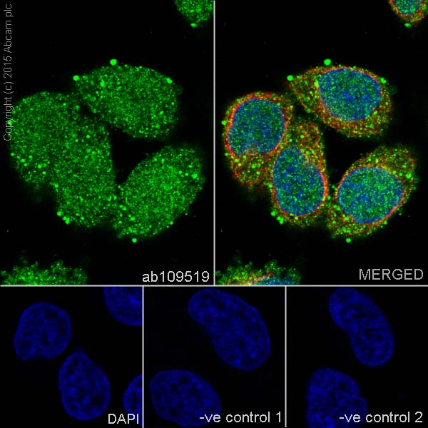 Immunocytochemistry/ Immunofluorescence - Anti-Galectin 8/Gal-8 antibody [EPR4857] - BSA and Azide free (AB239983), expandable thumbnail