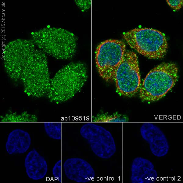 Immunocytochemistry/ Immunofluorescence - Anti-Galectin 8/Gal-8 antibody [EPR4857] - BSA and Azide free (AB239983)