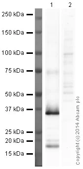 Western blot - Anti-galectin 9/Gal-9 antibody [1G3] (AB153673)
