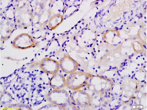 Immunohistochemistry (Formalin/PFA-fixed paraffin-embedded sections) - Anti-galectin 9/Gal-9 antibody (AB216479)
