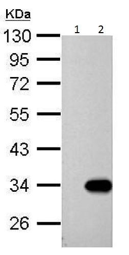 Western blot - Anti-galectin 9/Gal-9 antibody (AB228686), expandable thumbnail