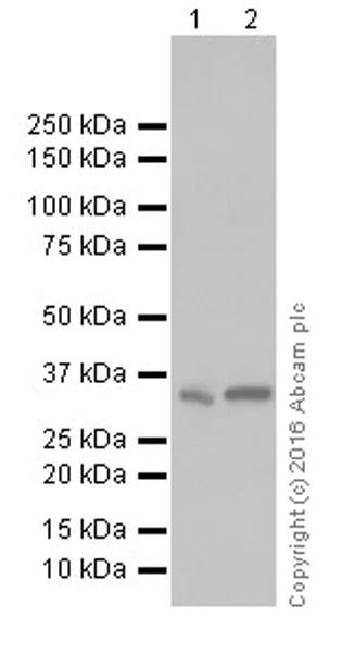 Western blot - Anti-galectin 9/Gal-9 antibody [EPR19182] - BSA and Azide free (AB250745)