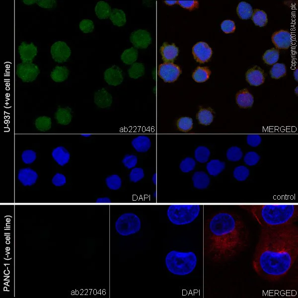 Immunocytochemistry/ Immunofluorescence - Anti-galectin 9/Gal-9 antibody [EPR22214] (AB227046)
