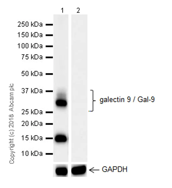 Western blot - Anti-galectin 9/Gal-9 antibody [EPR22214] (AB227046)