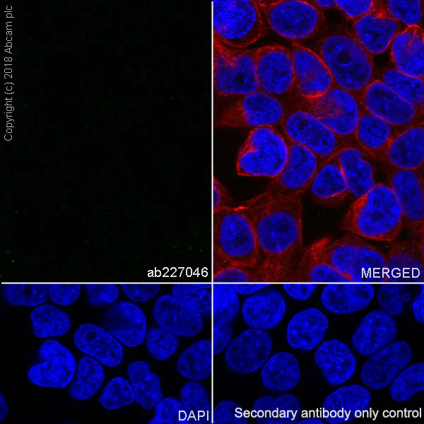 Immunocytochemistry/ Immunofluorescence - Anti-galectin 9/Gal-9 antibody [EPR22214] - BSA and Azide free (AB243288)