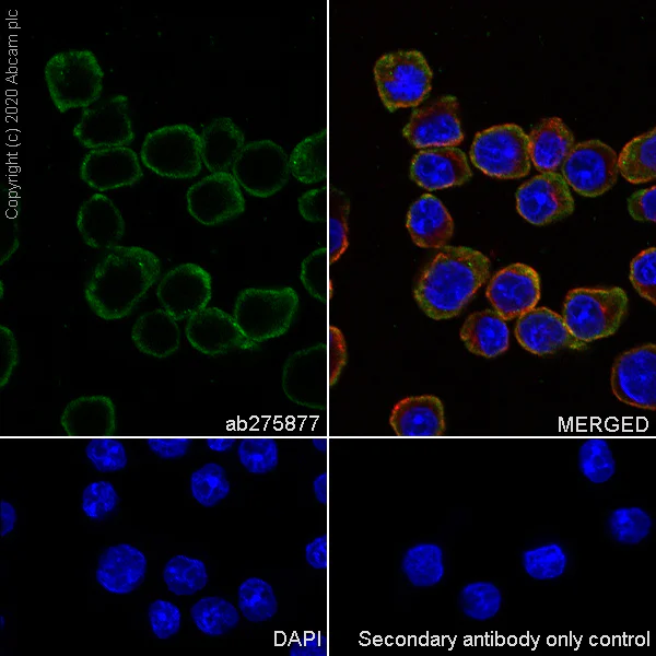 Immunocytochemistry/ Immunofluorescence - Anti-galectin 9/Gal-9 antibody [EPR23853-132] - BSA and Azide free (AB275886)