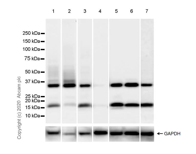 Western blot - Anti-galectin 9/Gal-9 antibody [EPR23853-132] - BSA and Azide free (AB275886)
