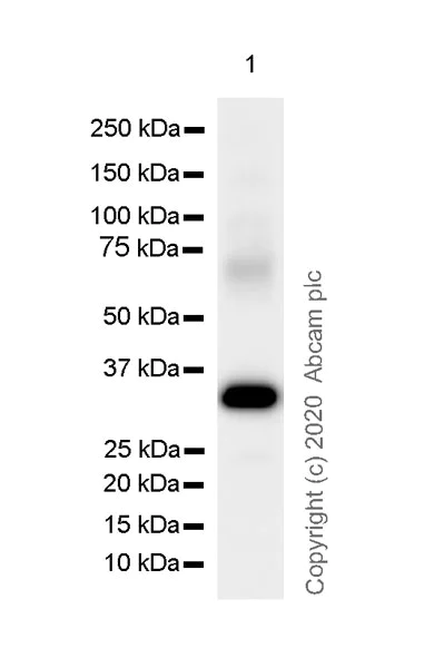 Western blot - Anti-galectin 9/Gal-9 antibody [EPR23853-132] - BSA and Azide free (AB275886)