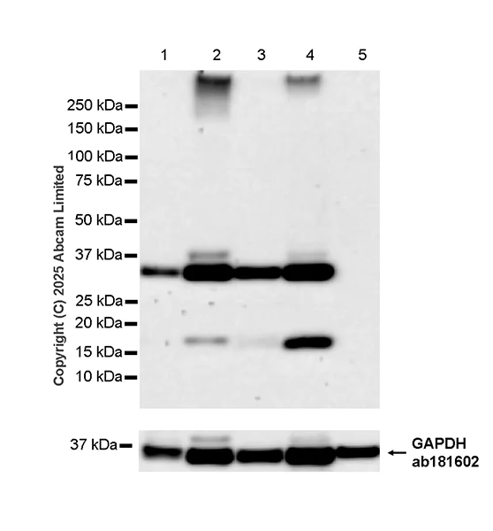 Western blot - Anti-galectin 9/Gal-9 antibody [EPR29749-570] (AB325125)