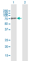 Western blot - Anti-GALNT10 antibody (AB168400)