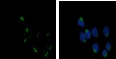 Immunocytochemistry/ Immunofluorescence - Anti-GALNT6 antibody (AB151329), expandable thumbnail