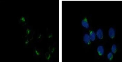 Immunocytochemistry/ Immunofluorescence - Anti-GALNT6 antibody (AB151329)