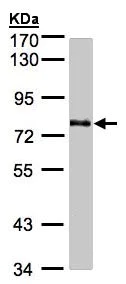 Western blot - Anti-GALNT6 antibody (AB151329)