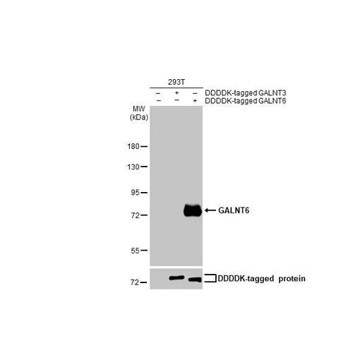 Western blot - Anti-GALNT6 antibody [HL2392] (AB317215)