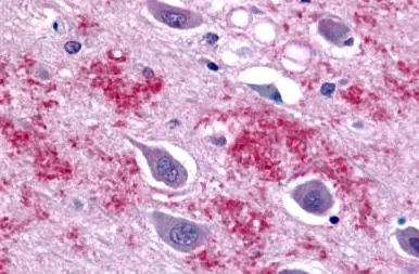 Immunohistochemistry (Formalin/PFA-fixed paraffin-embedded sections) - Anti-GALR1 antibody - C-terminal (AB150486)