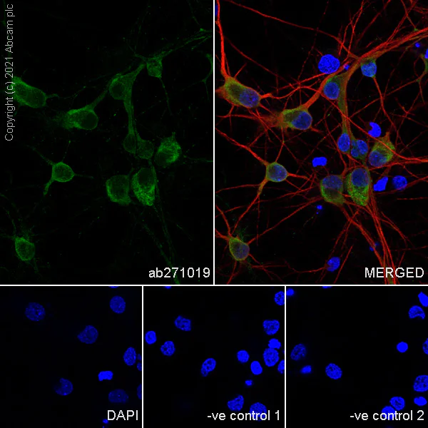 Immunocytochemistry/ Immunofluorescence - Anti-GALR2 antibody [EPR24328A-120] - BSA and Azide free (AB282821)