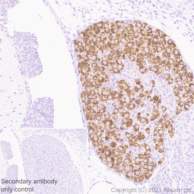 Immunohistochemistry (Formalin/PFA-fixed paraffin-embedded sections) - Anti-GALR2 antibody [EPR24328A-120] - BSA and Azide free (AB282821)