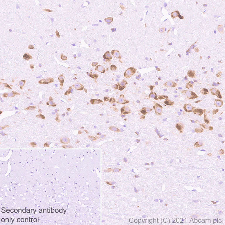 Immunohistochemistry (Formalin/PFA-fixed paraffin-embedded sections) - Anti-GALR2 antibody [EPR24328A-120] - BSA and Azide free (AB282821)