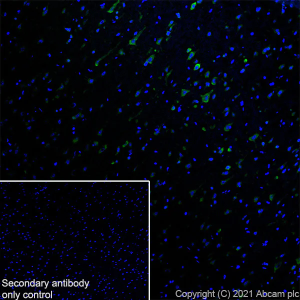 Immunohistochemistry (Frozen sections) - Anti-GALR2 antibody [EPR24328A-120] - BSA and Azide free (AB282821)