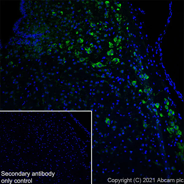 Immunohistochemistry (Frozen sections) - Anti-GALR2 antibody [EPR24328A-120] - BSA and Azide free (AB282821)