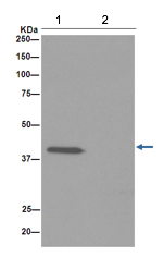Immunoprecipitation - Anti-GALR3 antibody [EPR15055] - BSA and Azide free (AB251029)