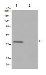 Immunoprecipitation - Anti-GALR3 antibody [EPR15055] - C-terminal (AB190694)
