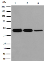Western blot - Anti-GALR3 antibody [EPR15055] - C-terminal (AB190694)