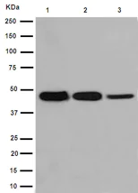Western blot - Anti-GALR3 antibody [EPR15055] - C-terminal (AB190694)
