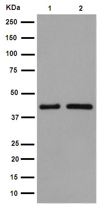 Western blot - Anti-GALR3 antibody [EPR15055] - C-terminal (AB190694)