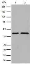 Western blot - Anti-GALR3 antibody [EPR15055] - C-terminal (AB190694)