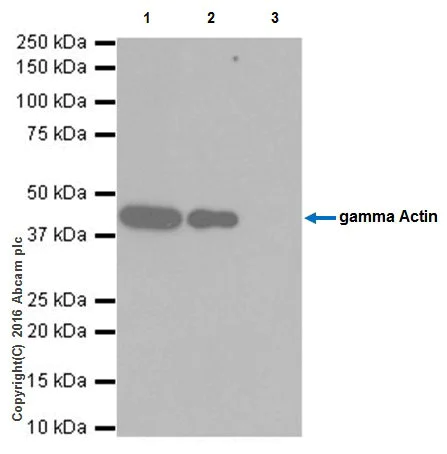 Immunoprecipitation - Anti-gamma Actin antibody [EPR19353-2] (AB200046)