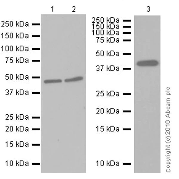 Western blot - Anti-gamma Actin antibody [EPR19353-2] (AB200046)