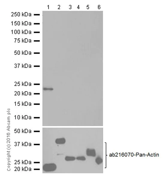 Western blot - Anti-gamma Actin antibody [EPR19353-2] (AB200046)