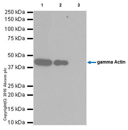 Immunoprecipitation - Anti-gamma Actin antibody [EPR19353-2] - BSA and Azide free (AB223147), expandable thumbnail