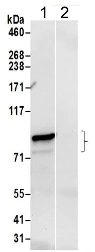 Immunoprecipitation - Anti-gamma Adaptin antibody - N-terminal (AB205953)