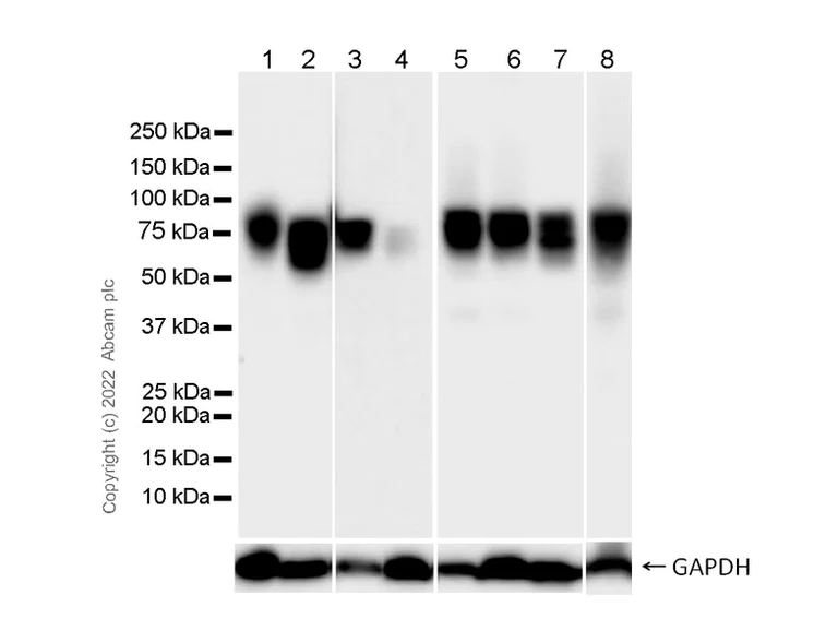 Western blot - Anti-gamma Catenin antibody [15/γ-Catenin] (AB305241)