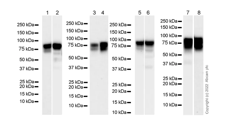 Western blot - Anti-gamma Catenin antibody [15/γ-Catenin] - BSA and Azide Free (AB305242)