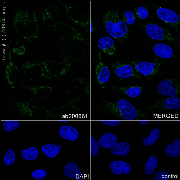 Immunocytochemistry/ Immunofluorescence - Anti-gamma Catenin antibody [EPR17310-48] (AB200661), expandable thumbnail