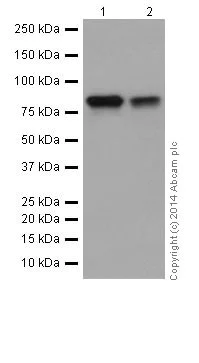 Western blot - Anti-gamma Catenin antibody [EPR17310-48] (AB200661)