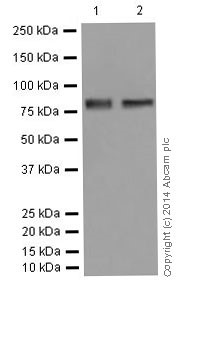 Western blot - Anti-gamma Catenin antibody [EPR17310-48] (ab200661), expandable thumbnail
